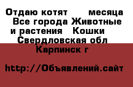 Отдаю котят. 1,5 месяца - Все города Животные и растения » Кошки   . Свердловская обл.,Карпинск г.